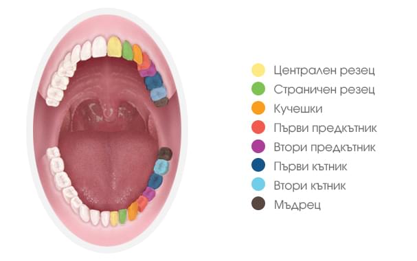 Зъбна карта